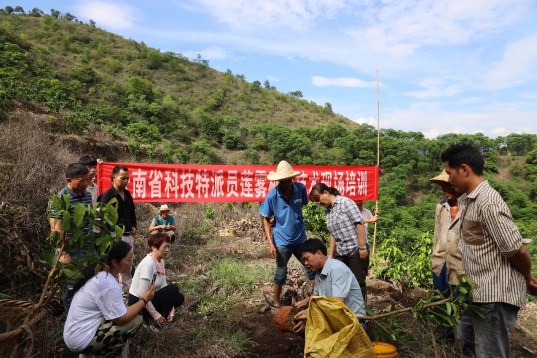 2.莲雾种植培训 (邓娇 摄).JPG