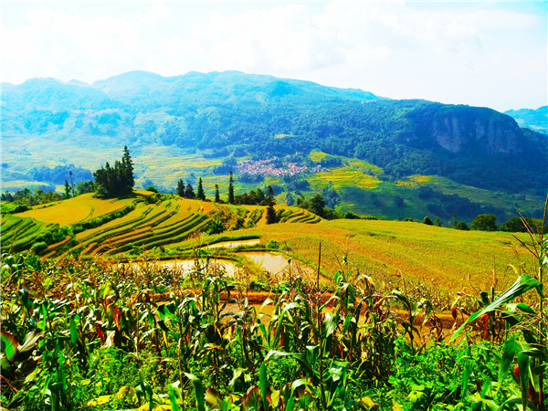 森林、水系、梯田、村寨,让阿者科村美丽异常。记者江枫 摄 森林、水系、梯田、村寨,让阿者科村美丽异常。记者江枫 摄